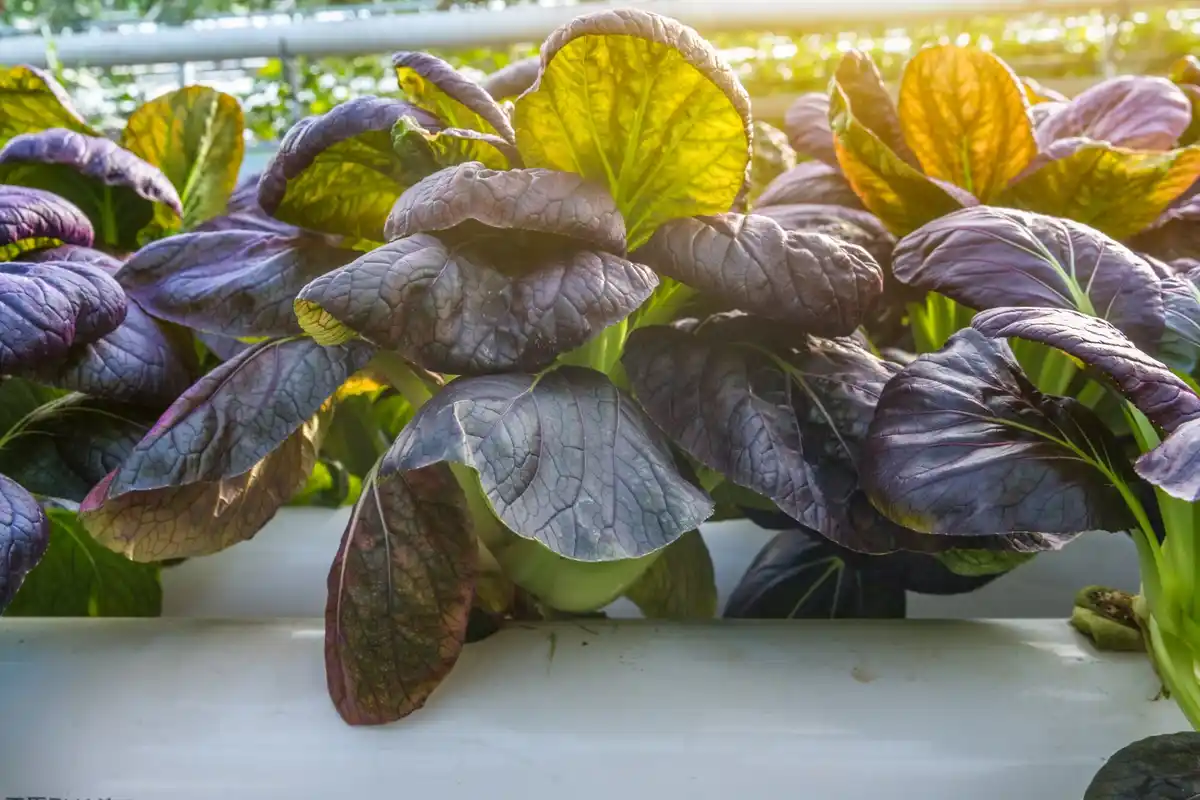 modern garden shade net with vegetables