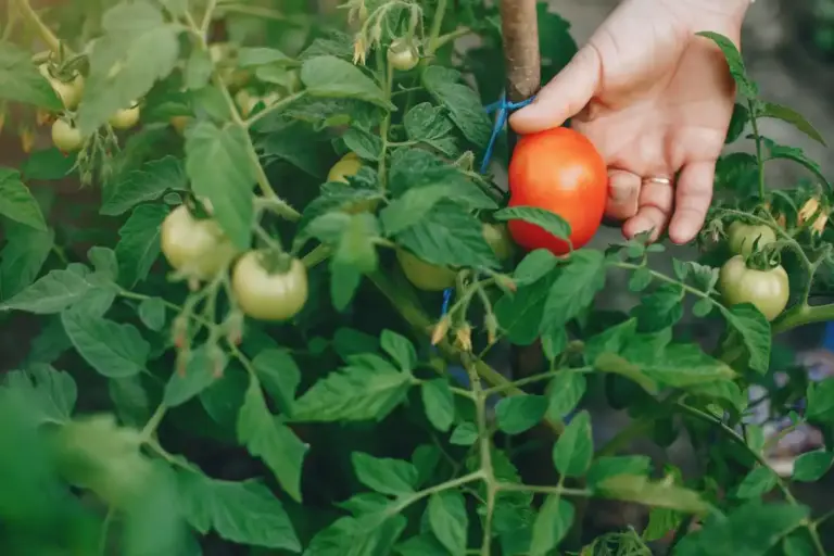 tomato plant evening watering Czech garden