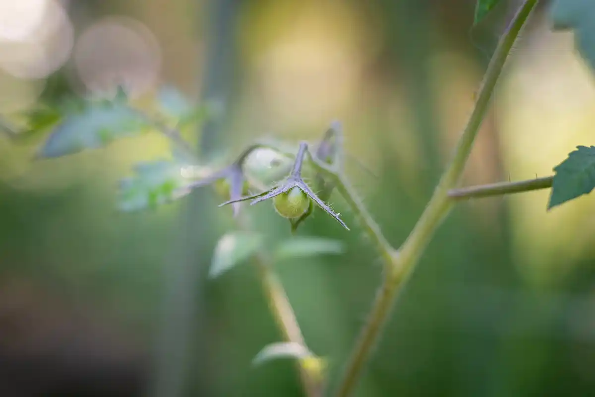 watering tomato plants close up Czech garden evening