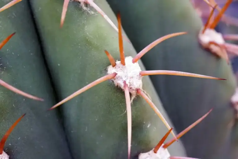 cactus close up dry and wilted indoor