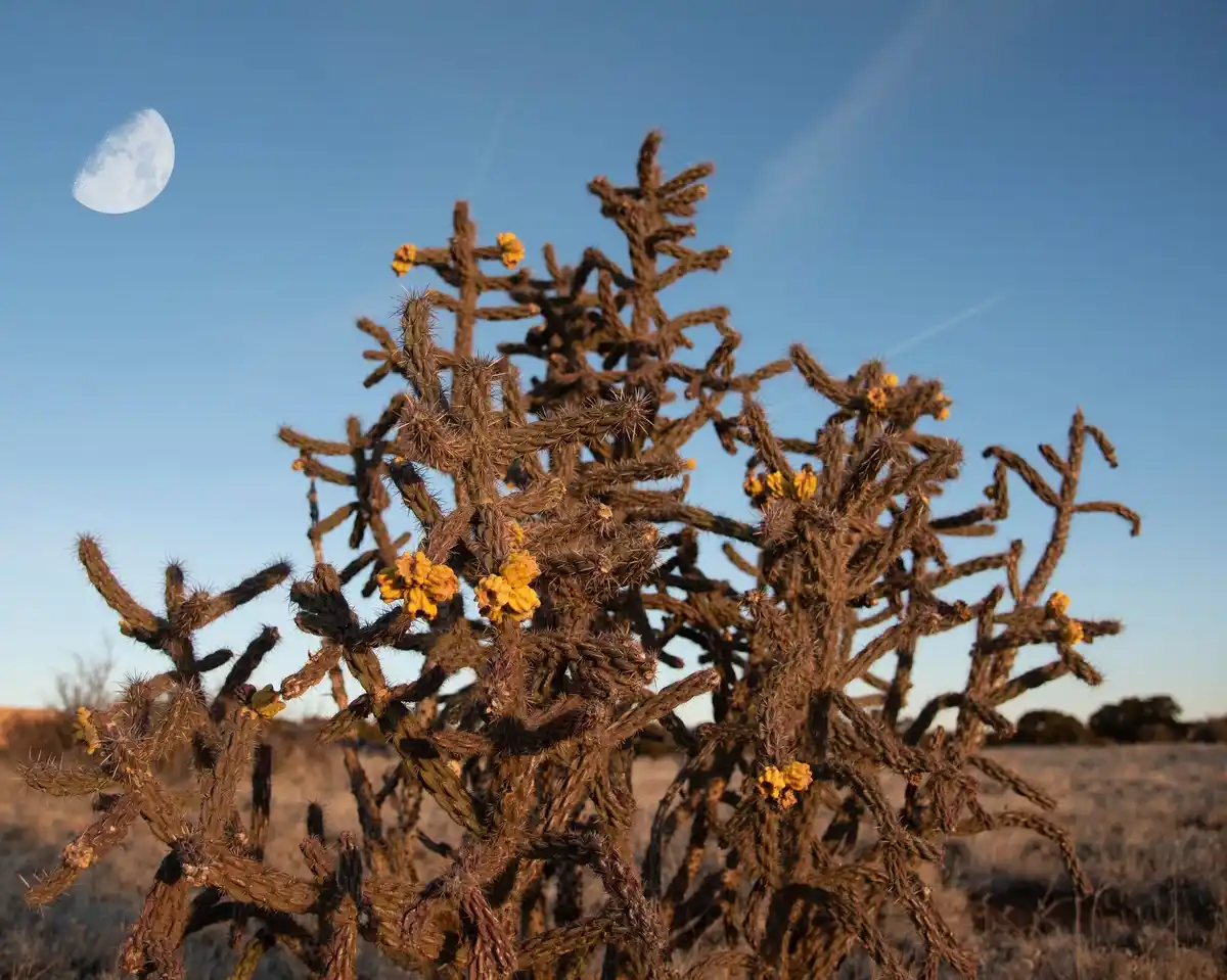 desert cactus dying after drought