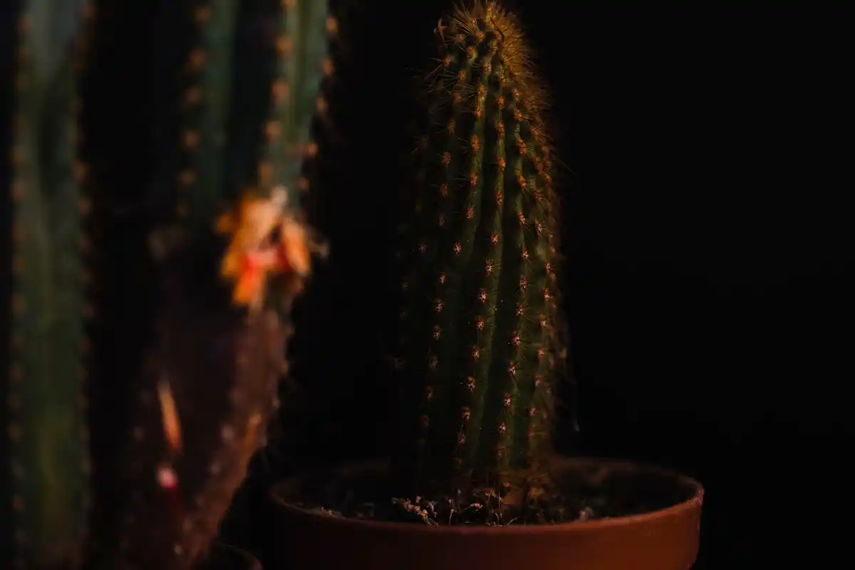 shrunken cactus indoor drought
