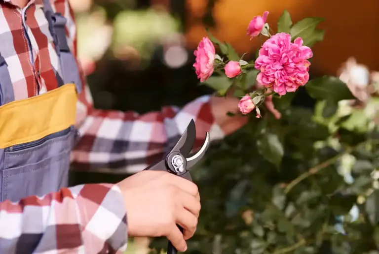 cleaning garden pruner with alcohol near blooming roses