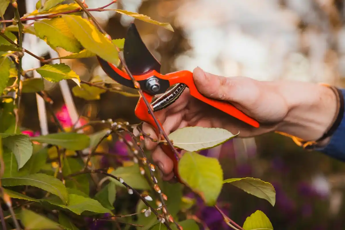 dirty garden pruner with roses disease
