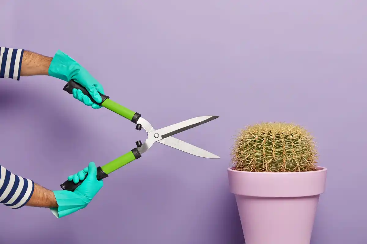 properly cleaning garden pruners with alcohol spray