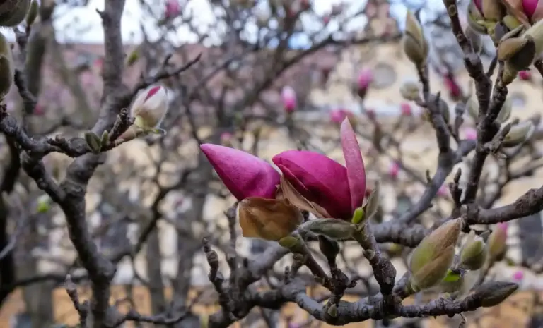 apple tree pruning mistakes spring czech garden