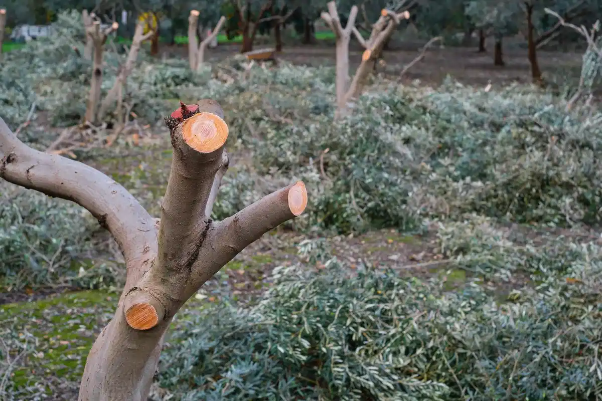 march apple tree pruning garden czech