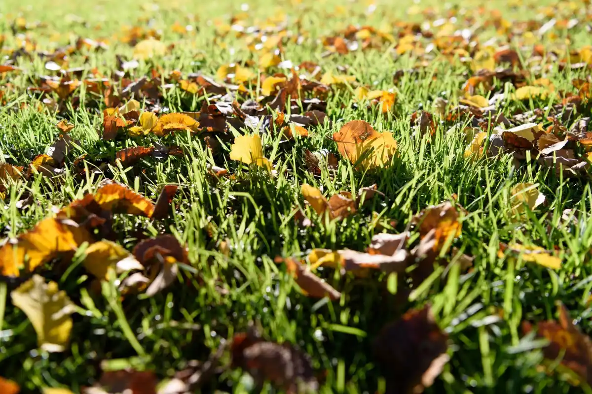 overfertilized plants yellow leaves Czech garden
