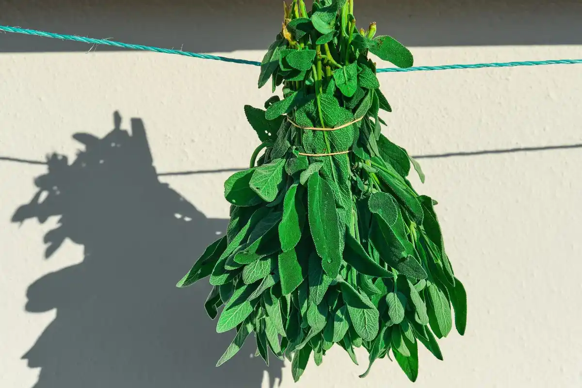 wilted tomato plants in closed greenhouse
