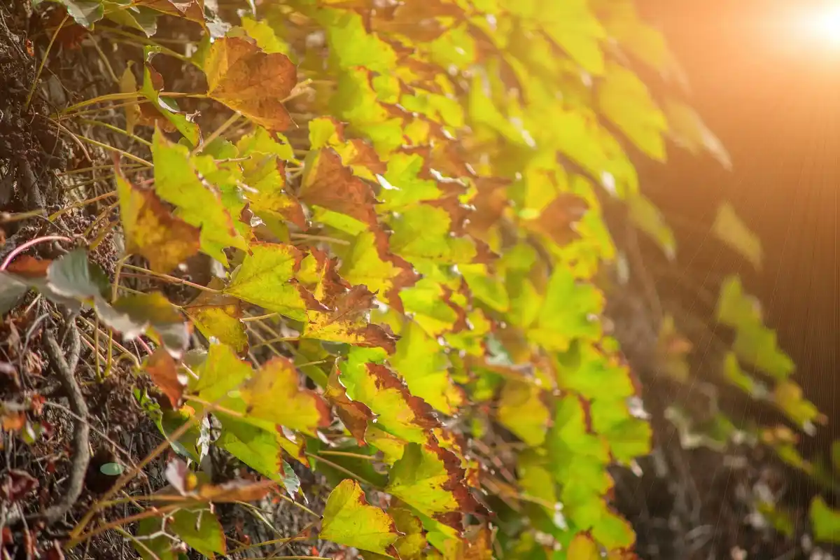 sick plants yellow leaves garden czech