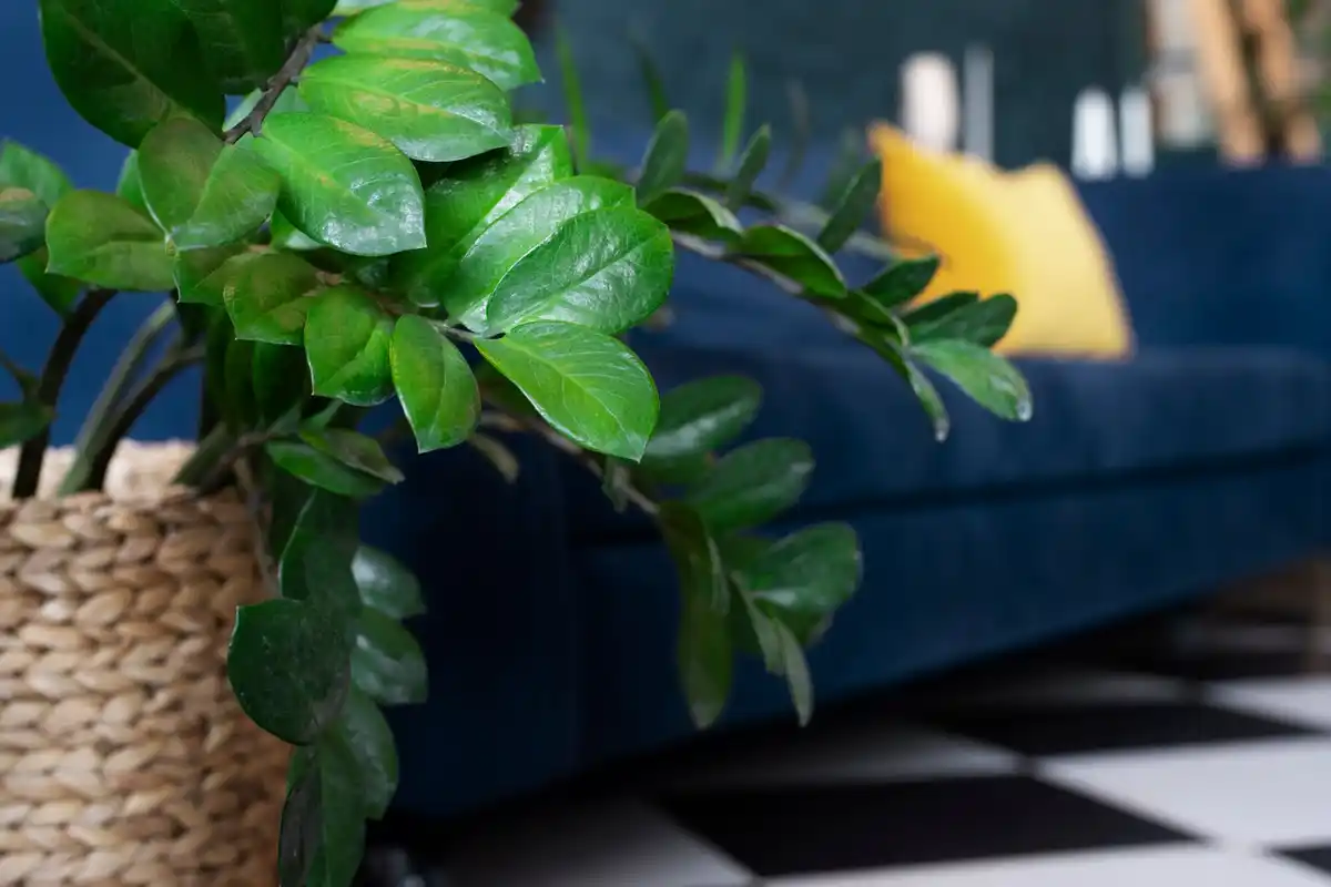 Feng shui mistr radí: kam nikdy nestavět pokojové rostliny