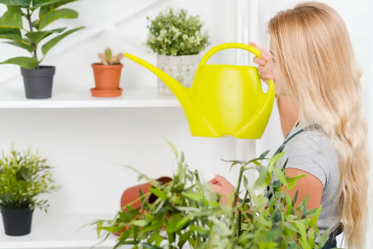 houseplants without chemical fertilizer sunny window Czech home