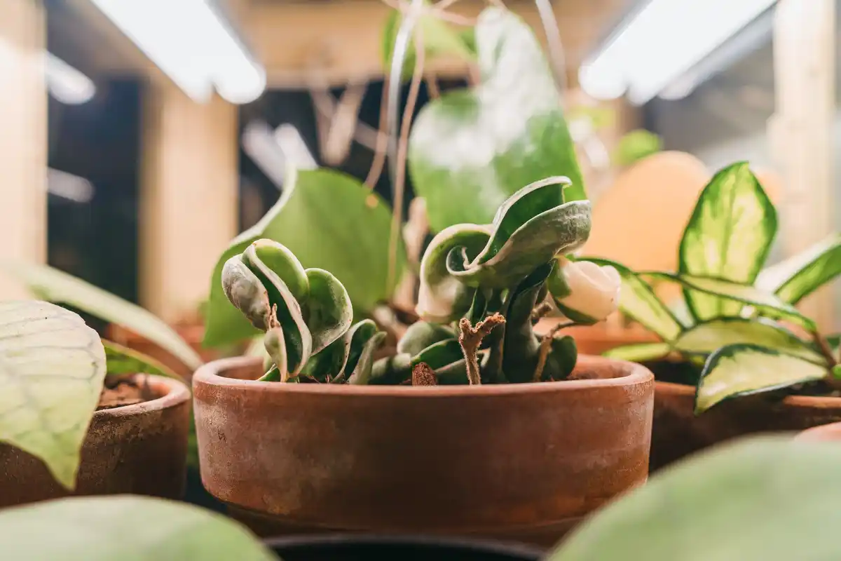 closeup green houseplants urban jungle natural light no fertilizer