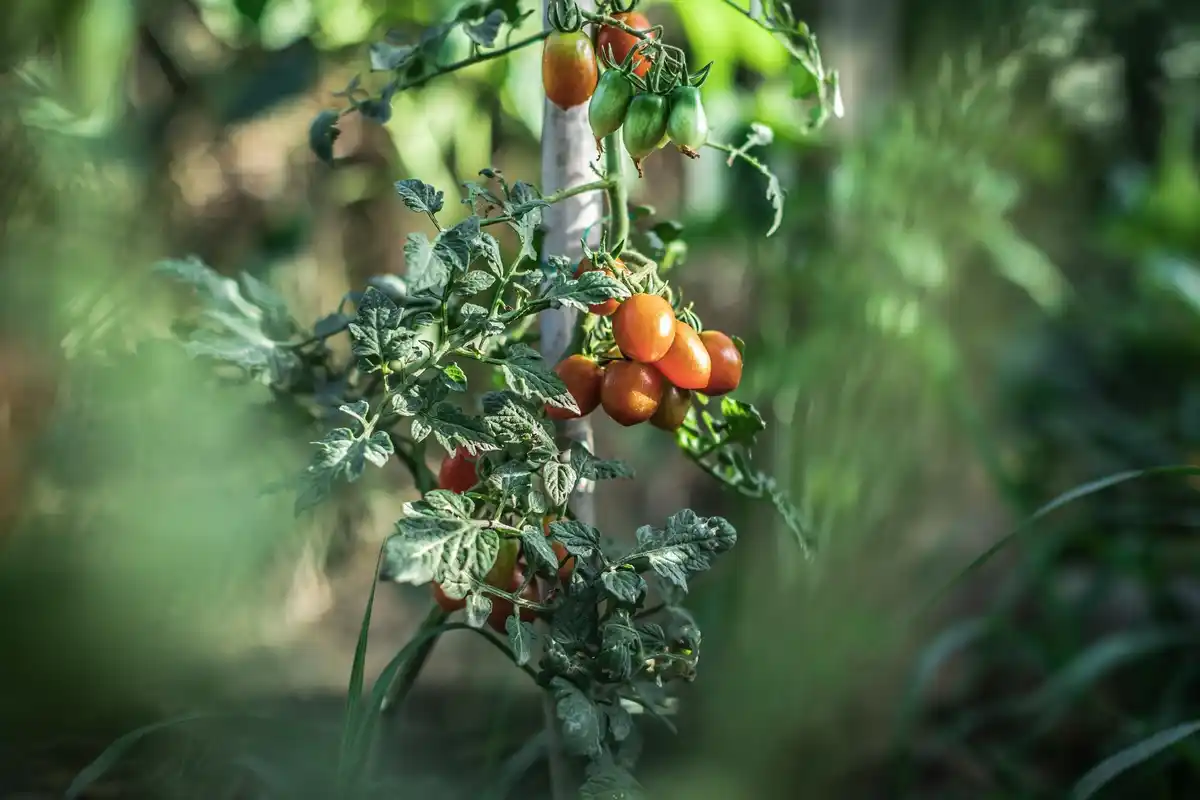 unhealthy tomato plants in garden Czech