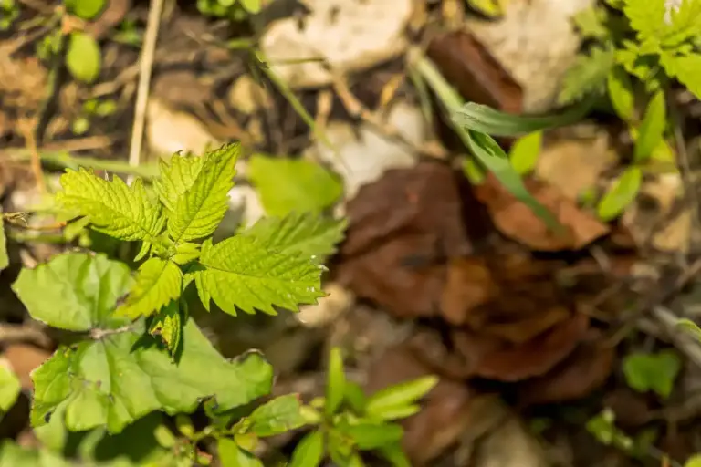 home made nettle fertilizer Czech garden