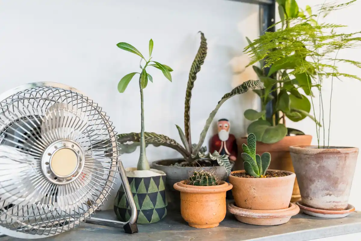 feng shui cactus bedroom ban