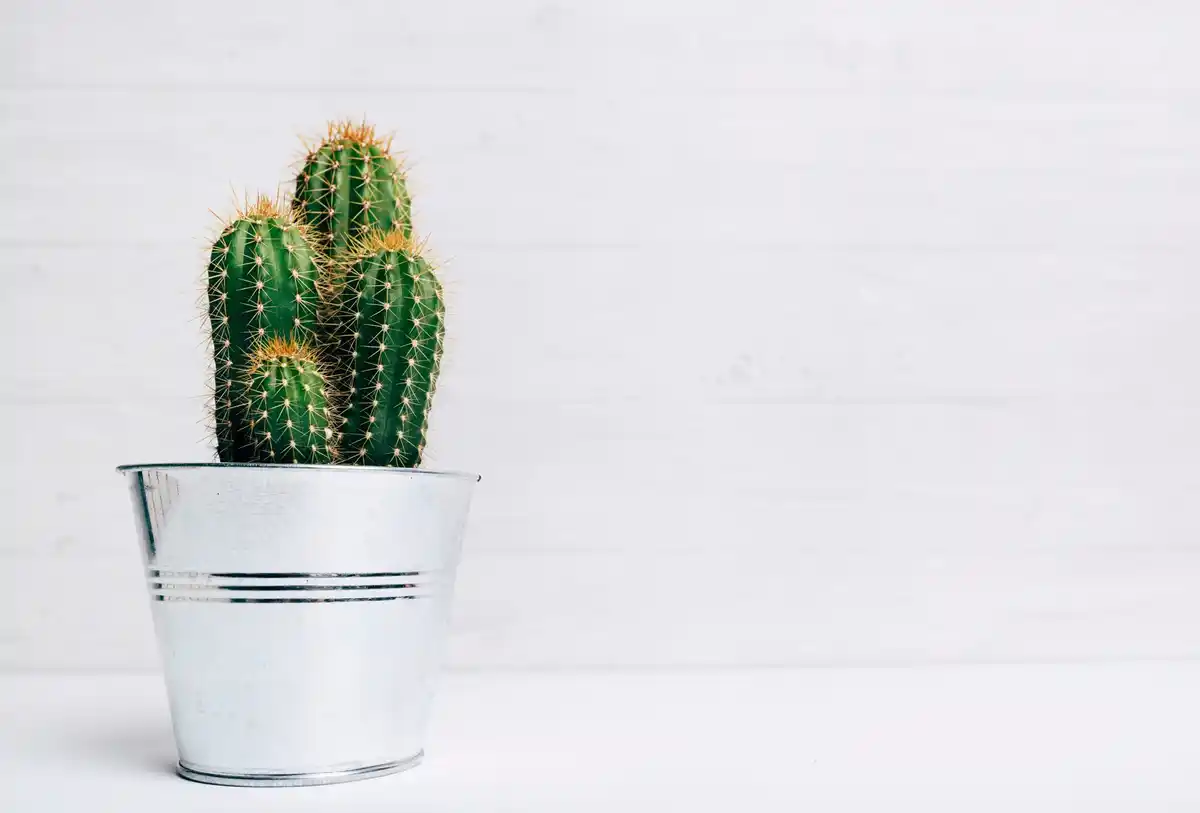 cactus with sharp spines on nightstand