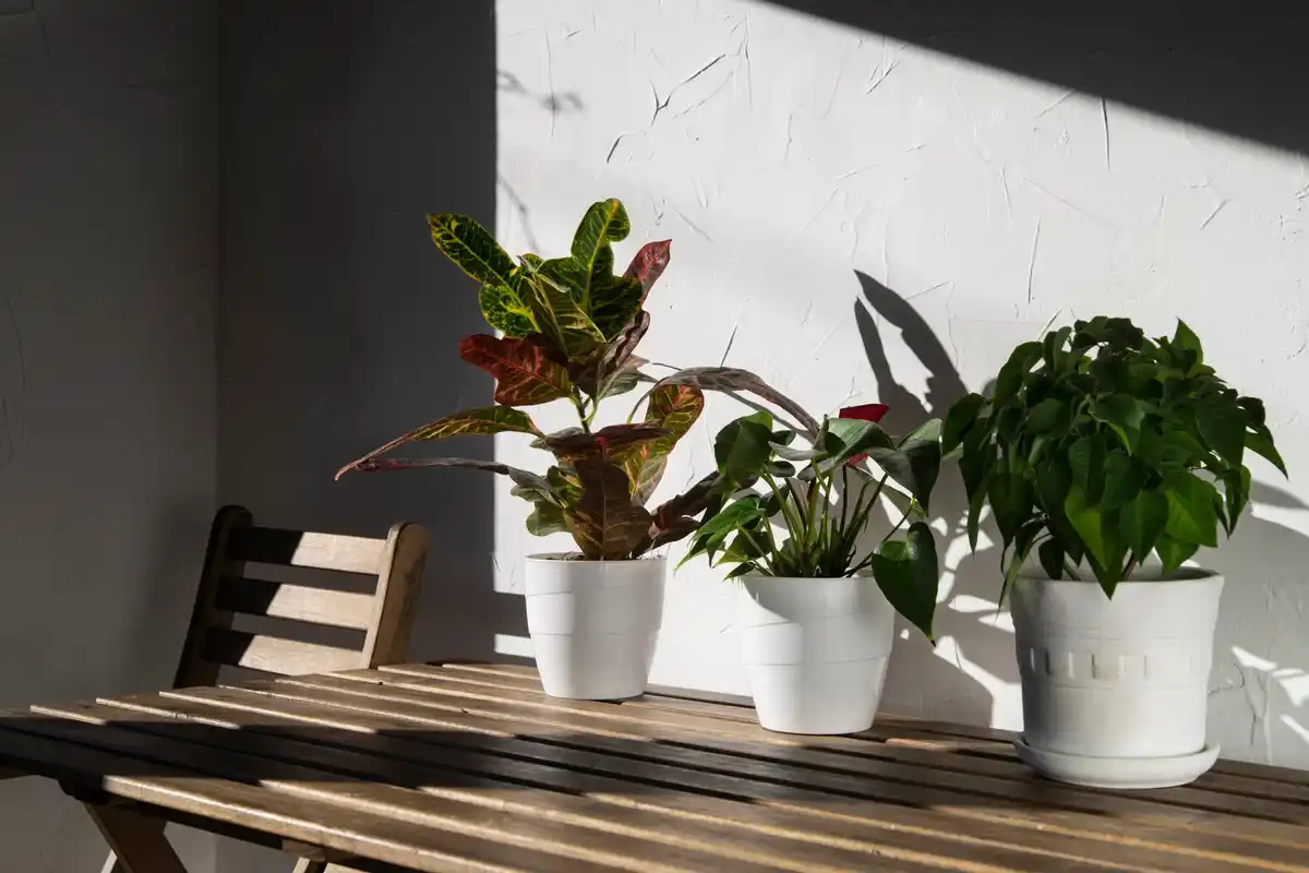 Feng shui mistr radí: kam postavit pokojovky pro štěstí v penězích