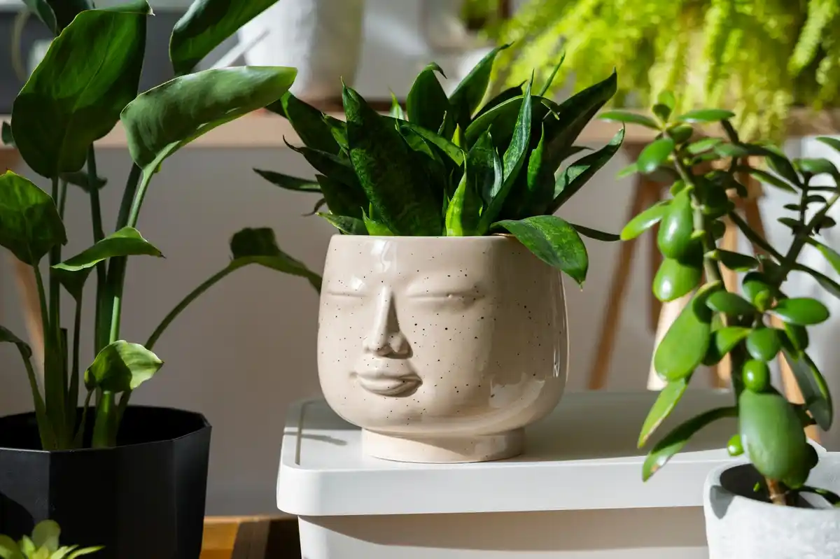 feng shui money corner houseplants czech style
