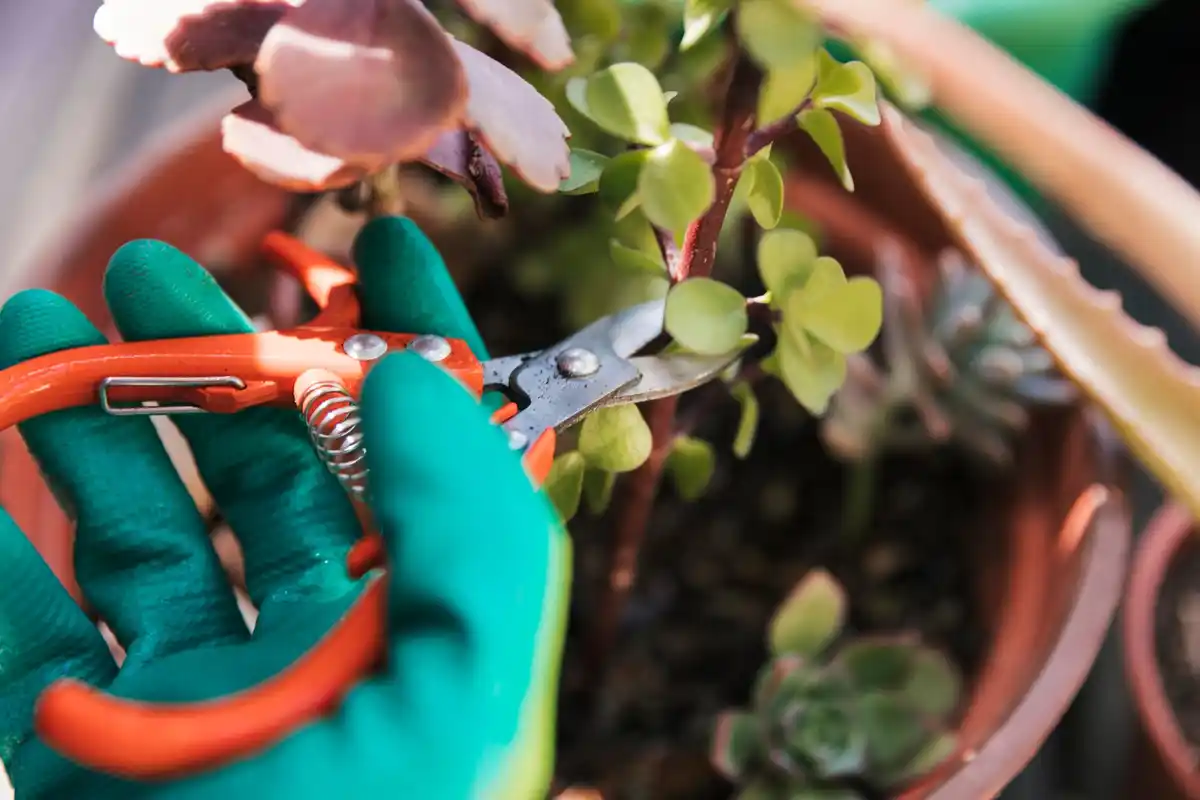 close-up poor quality garden pruners on shelf