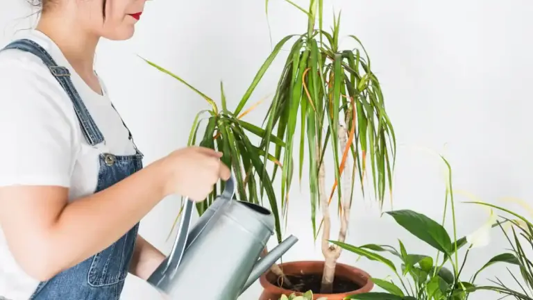 overwatered indoor plants winter