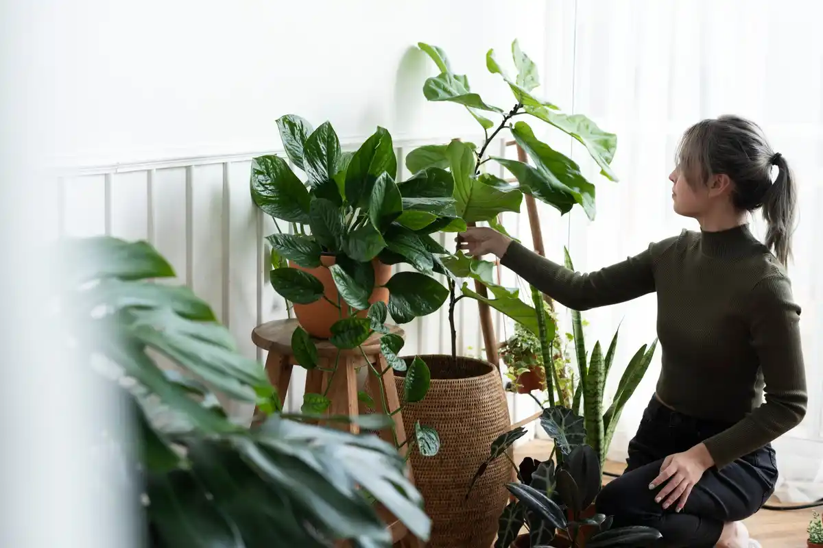 overwatered houseplants problem winter