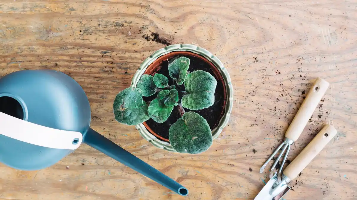 used coffee grounds for plants at home