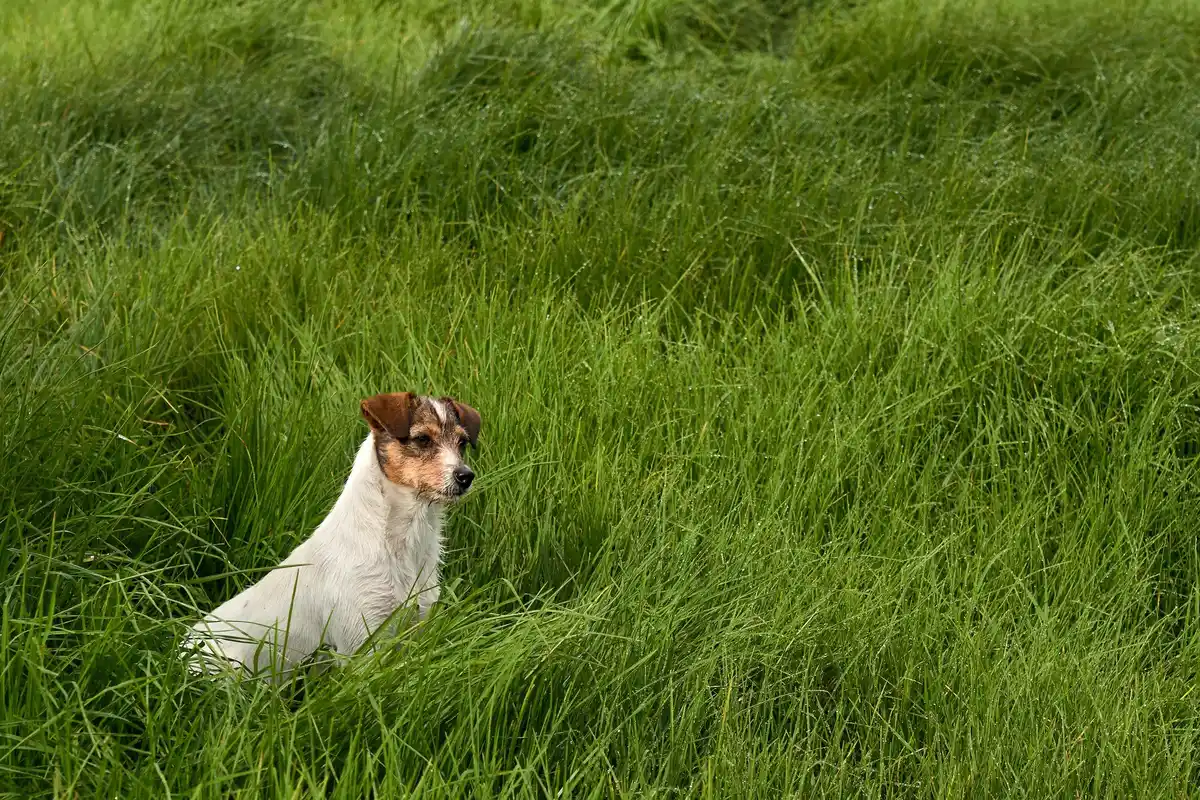 dog sniffing toxic plants garden