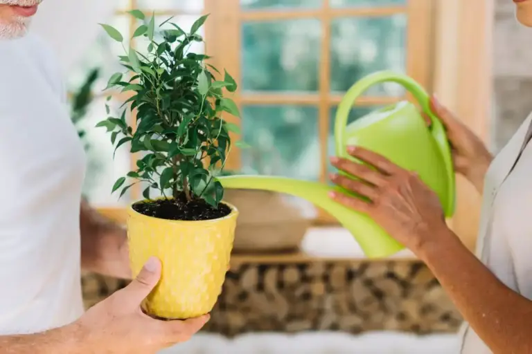 rescue indoor plants after vacation potato water