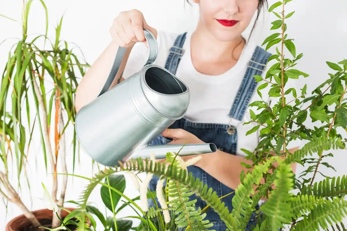 watering houseplants with potato water