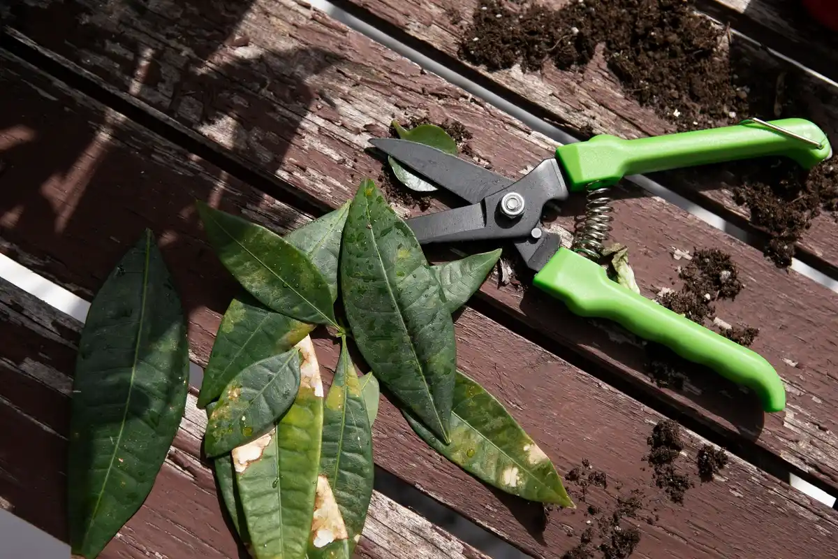 banana peel in garden soil Czech backyard