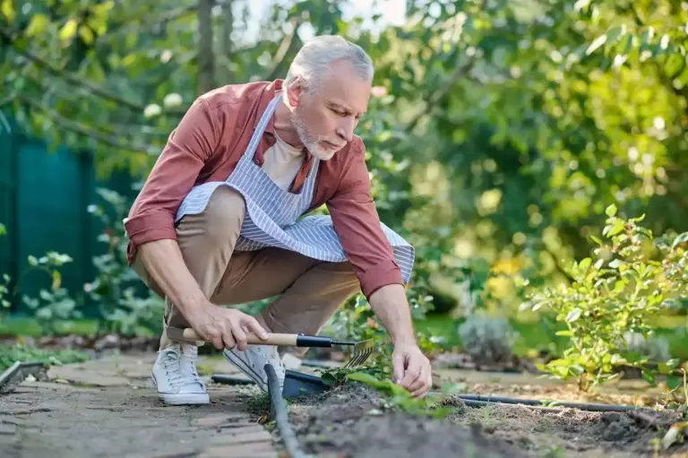 elderly czech gardener harvest vegetables allotment