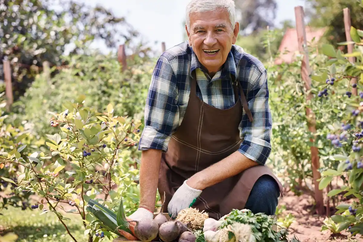 elderly gardeners harvesting vegetables Czech allotment