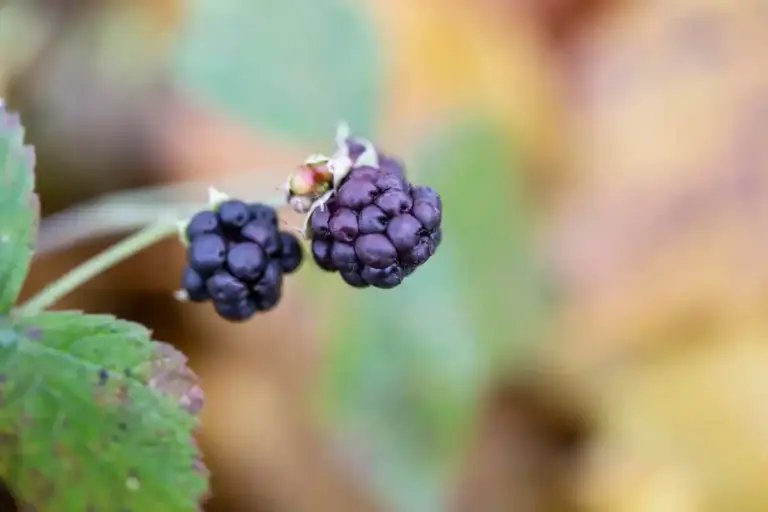 watering blackberry bushes garden Czechia