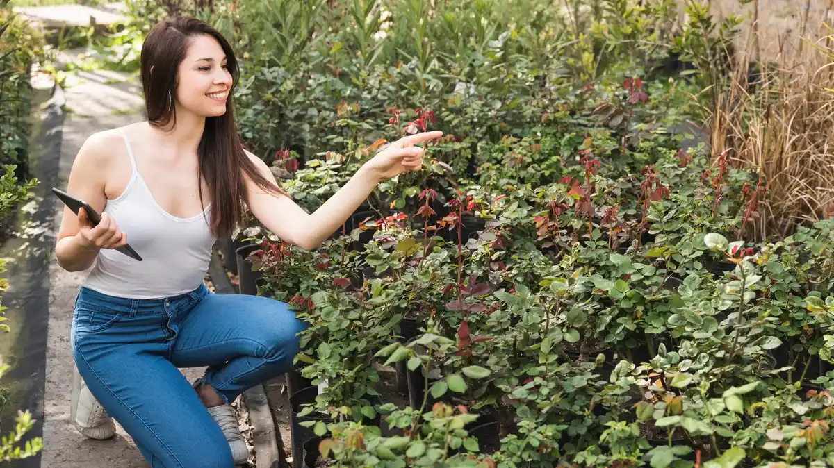 watering blackberry bushes with hose Czech garden