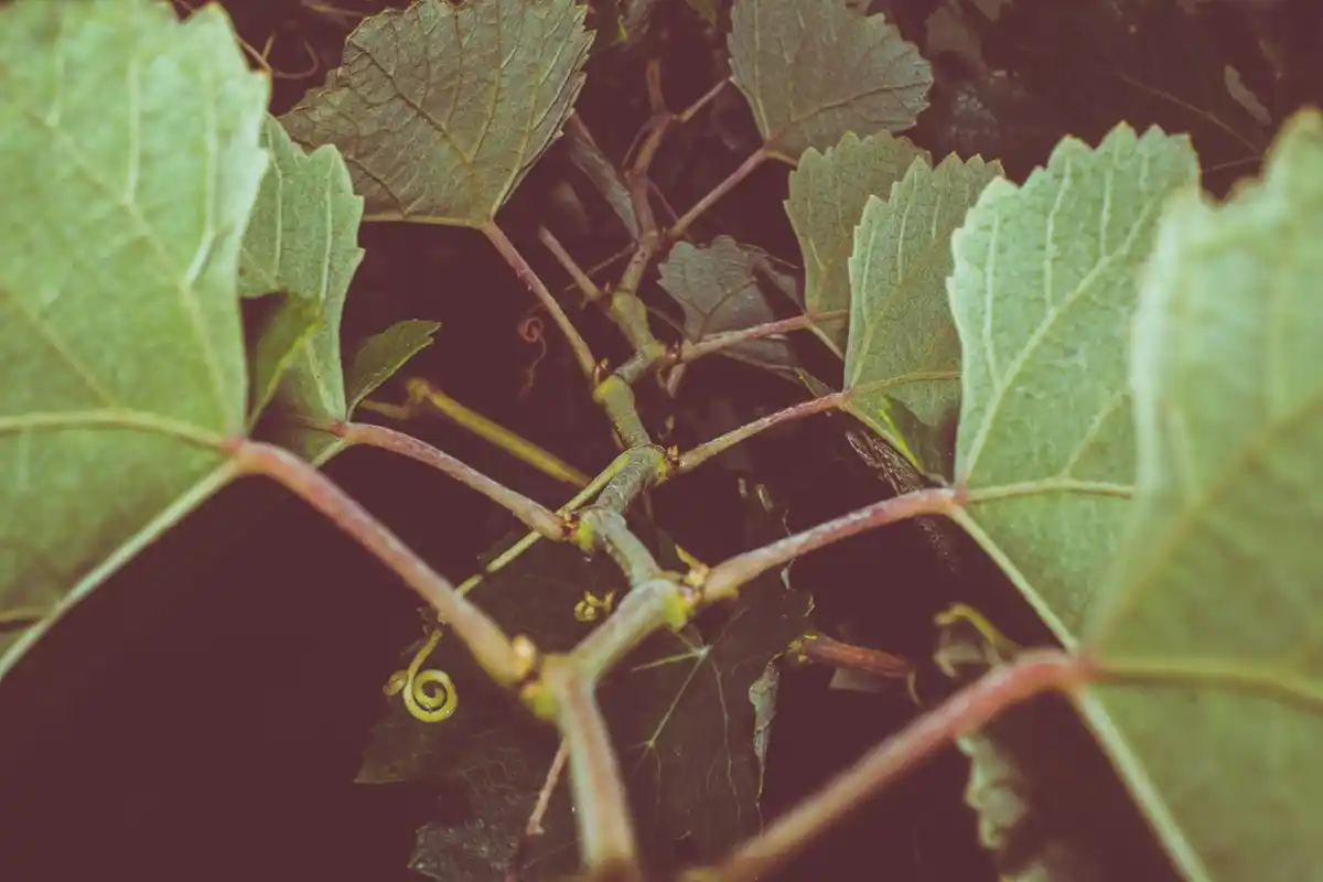 overwatered blackberry roots black soil garden Czechia