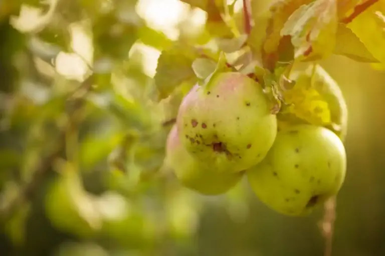 fallen apples natural garden trick closeup