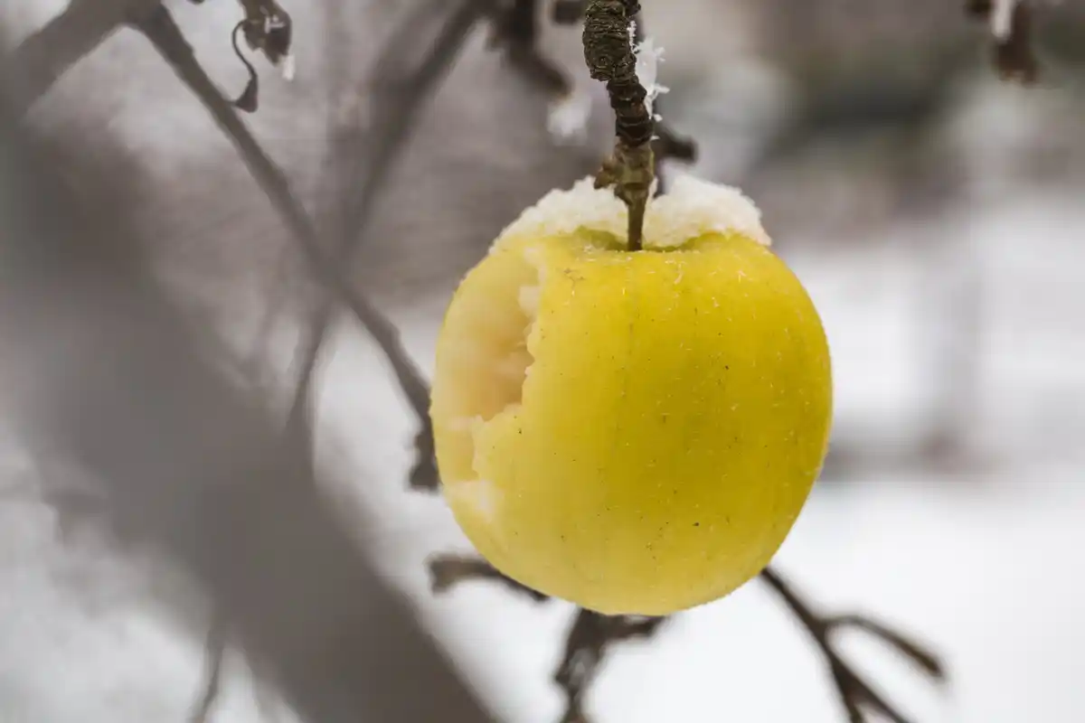fallen apples under tree closeup