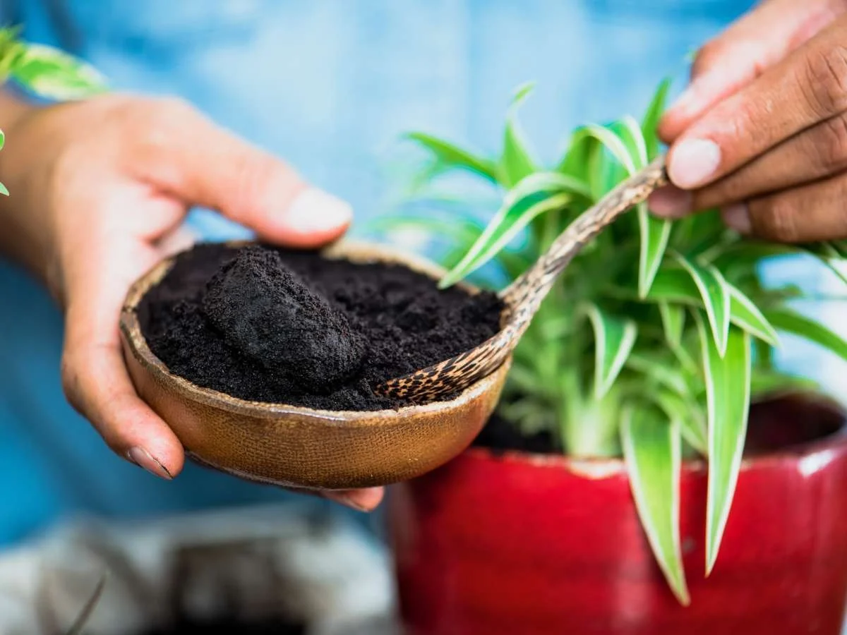 Co zahradníci dělají s kávovou sedlinou: Užitečný trik pro zdravější rostliny - image 1