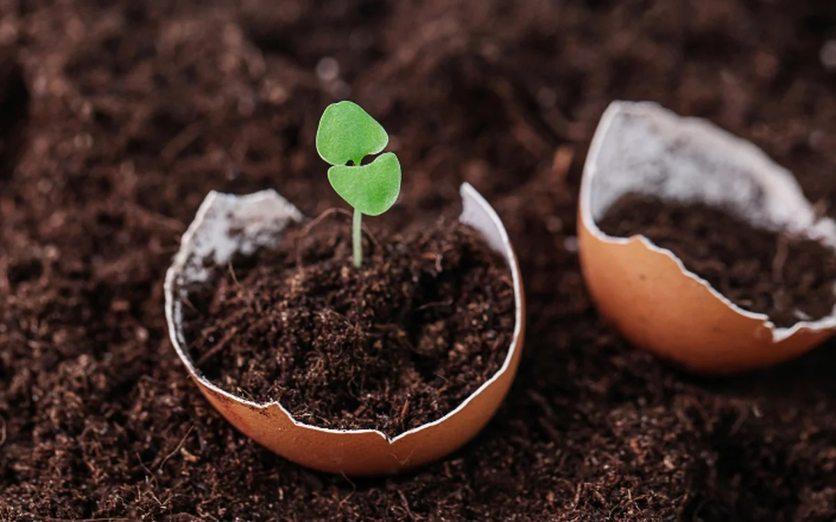 Co zahradníci dělají se skořápkami od vajec: Trik pro bohatou úrodu - image 2