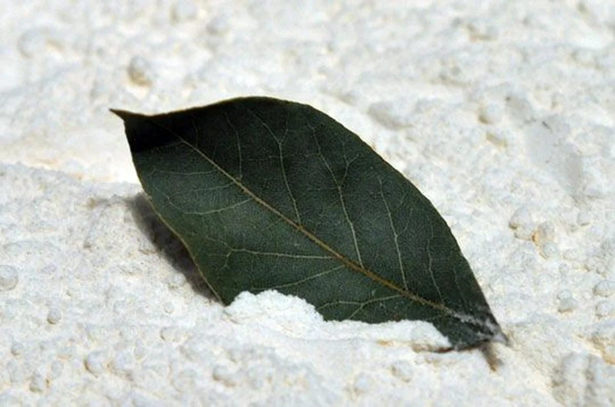 Dejte bobkový list do mouky: Staletý trik proti škůdcům.