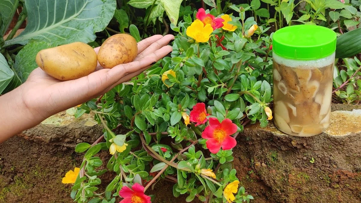 Dejte bramborovou slupku do květináče a rostlina ožije během týdne
