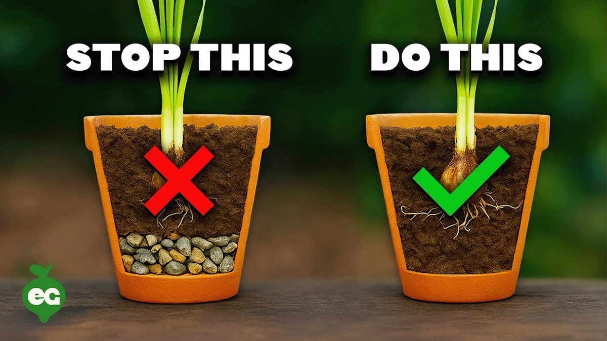 Korek pod květináči: Zapomenutý trik našich babiček proti plísním - image 2