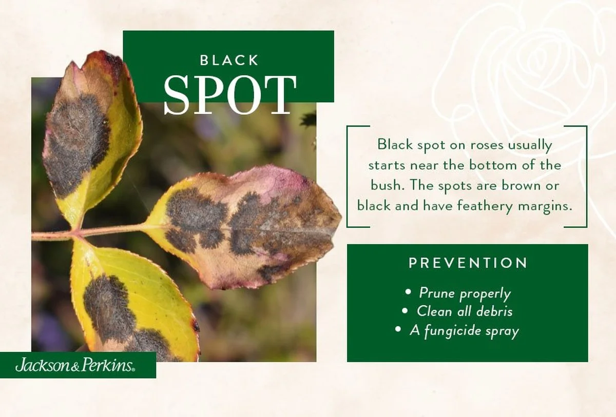 Měděný drát kolem růží: Zahradnický trik proti plísním - image 1