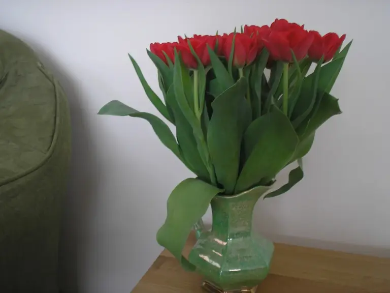 Mince v květináči tulipánů: trik, který prodlouží jejich životnost o týden.