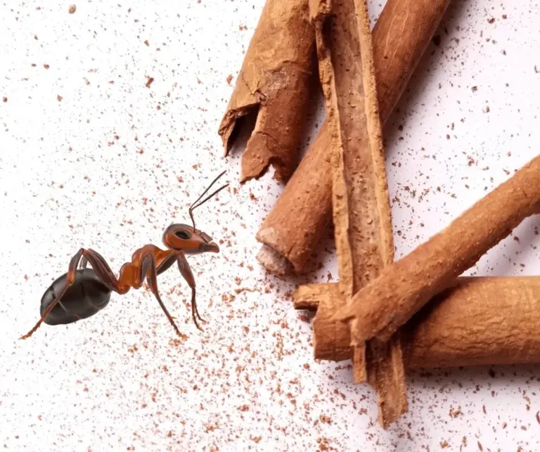 Obyčejná skořice na mravence: Přírodní odpuzovač, který funguje lépe než chemie