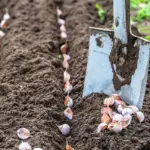 Podle zahradníků: Proč byste měli sázet česnek na podzim