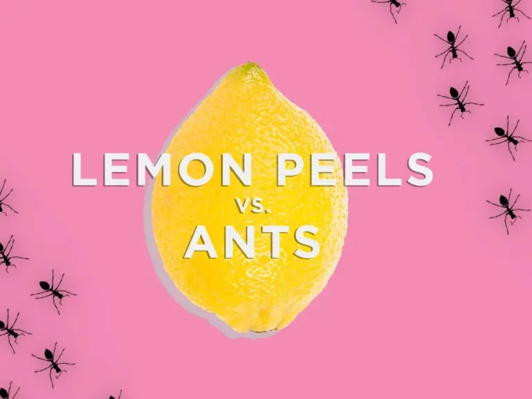 Položte citronovou kůru na parapety: přírodní odpuzovač mravenců.