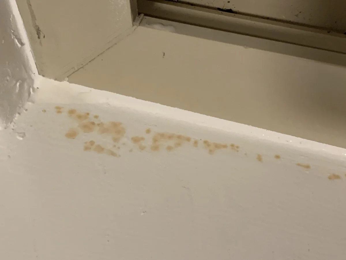 Položte citronovou kůru na parapety: přírodní odpuzovač mravenců. - image 2