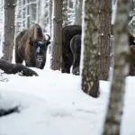 Posílení imunity během zimy – zapomenutá babská rada, kterou lékaři nyní doporučují